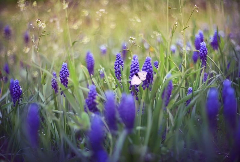 Мускариphoto preview