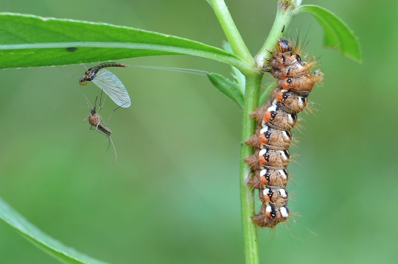 Бега.photo preview