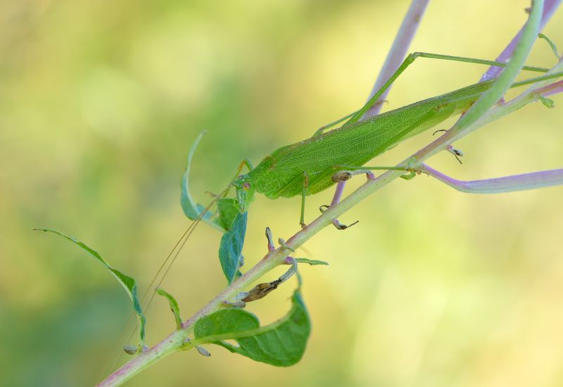 пластинокрыл обыкновенный, phaneroptera falcata, пластинокрылы, phaneropteridae, кузнечик, иван-чай, кипрей Золотой часphoto preview