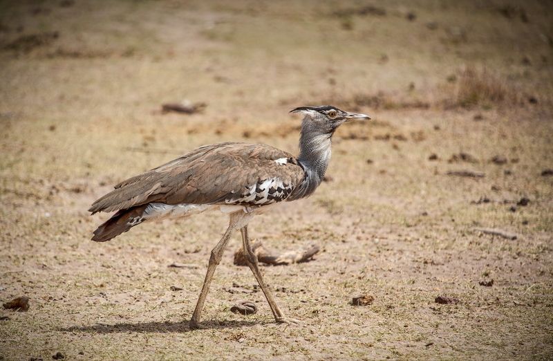 Дрофа фото превью