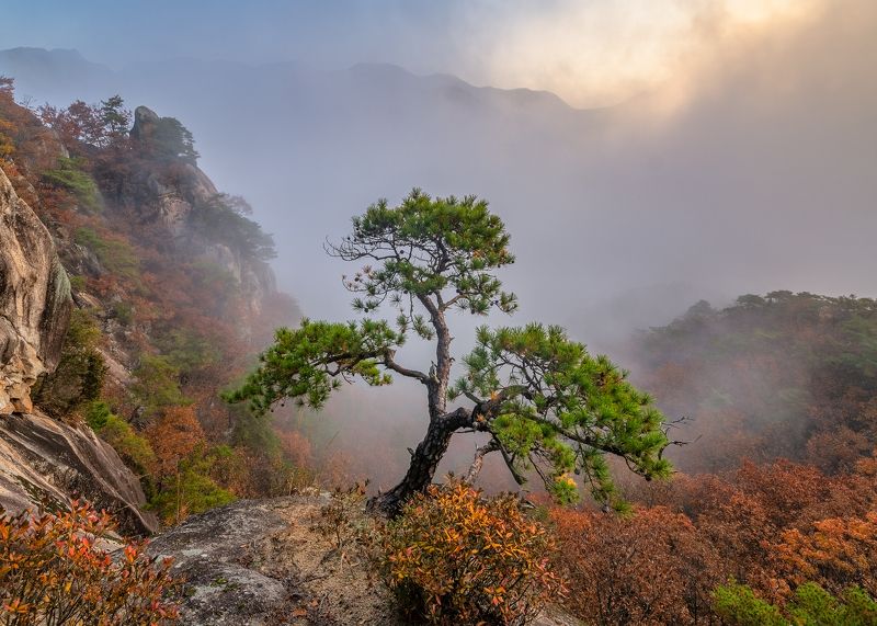 Flap of wingsphoto preview