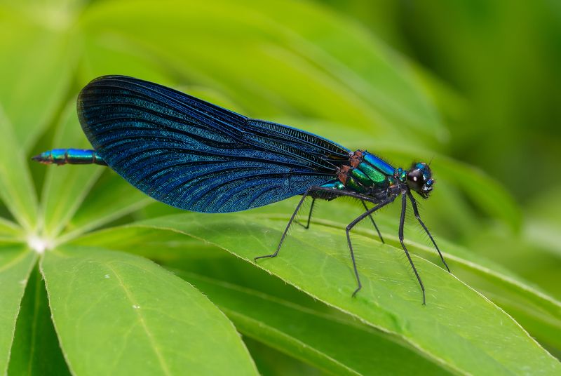 красотка-девушка, calopteryx virgo, красотки, calopterygidae, стрекоза, самец, male Красотка-девушкаphoto preview