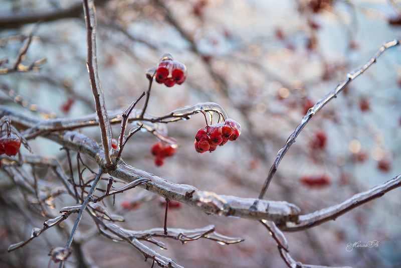 природа, рябина, лёд. ветки Природа в хрустале (часть 4)photo preview