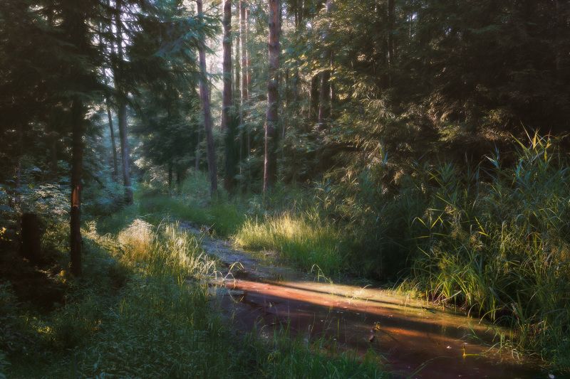 лес, свет, деревья, пейзаж, forest, woodland, trees, landscape, sunlight В летнем лесу фото превью