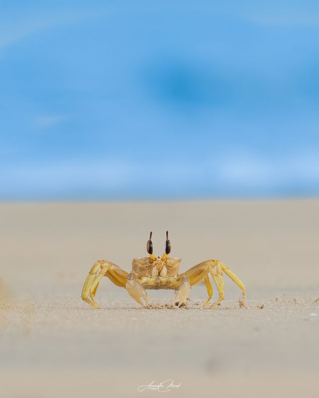 crab, sea, kerala, wildlife Mr. Ghostphoto preview