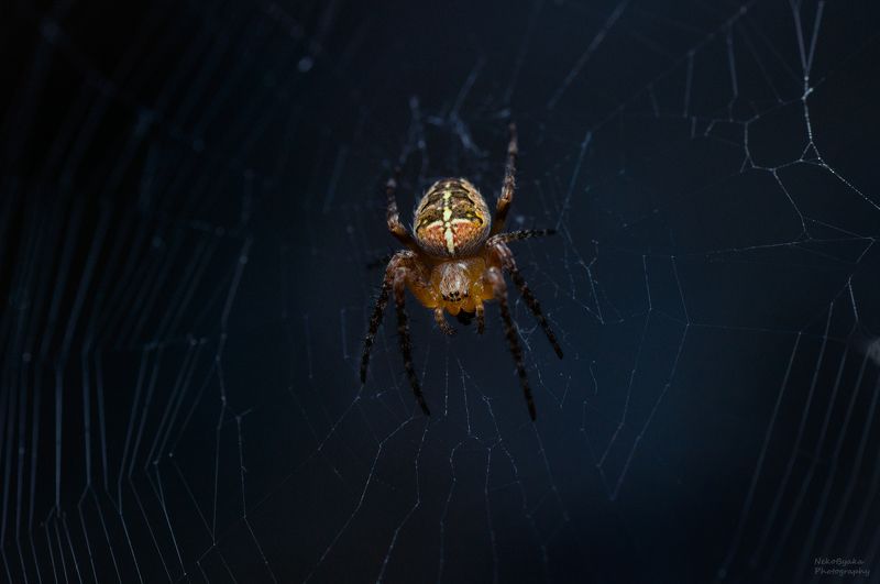 макро, природа, паук, паутина, macro, nature, spider, spiderweb Малыш крестовикphoto preview