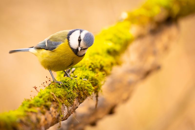 Titmousephoto preview