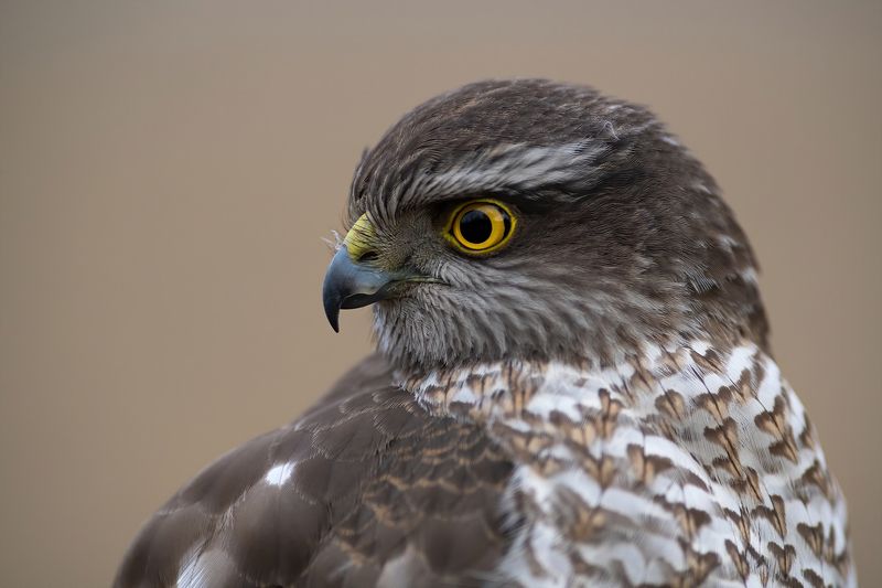 Портреты ястреба перепелятникаphoto preview