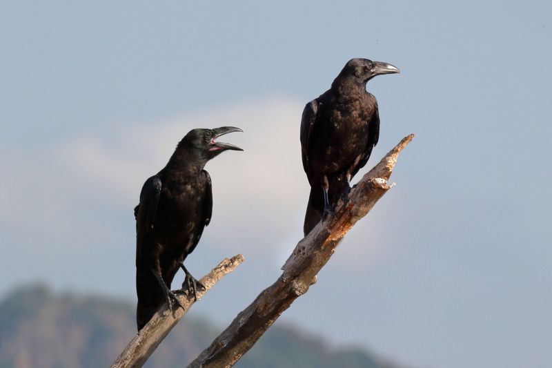 найти жену :)photo preview