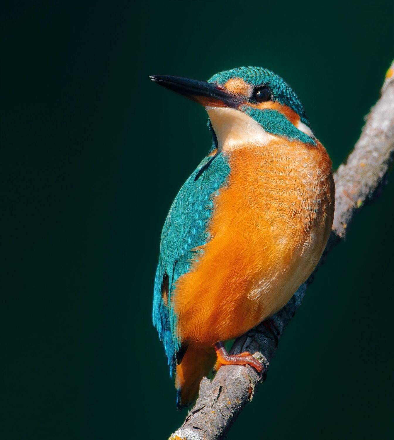 Рыбак . Автор: Никон Александр птицы России, птицы Тамбовской области, фотоохота, наблюдение за птицами, птица, птицы, орнитология, nikon, birding, birdwatching, bird freak, Никон Александр