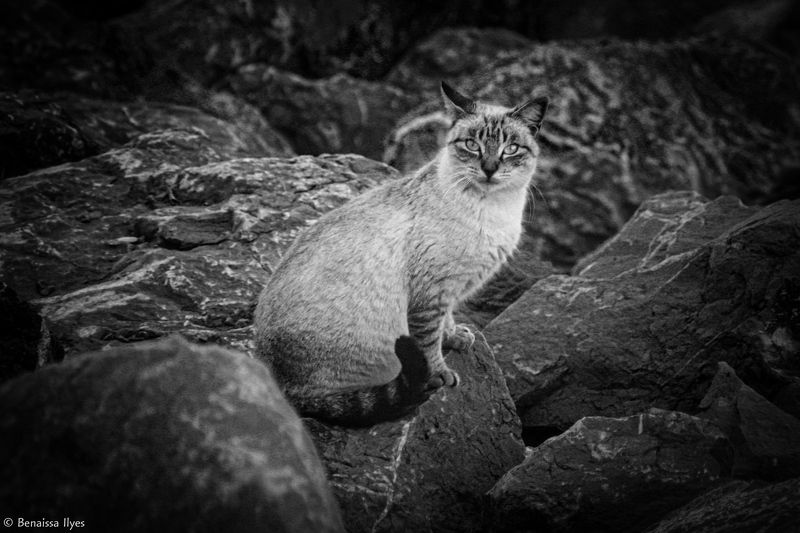 black and white, bnw, monochrome, art, nature, mood, cat, photography, outdoor, animal, cute, mignonne, rock, Siamese catphoto preview
