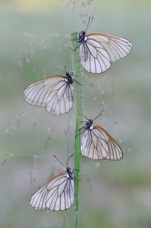 Уральская кадриль.photo preview