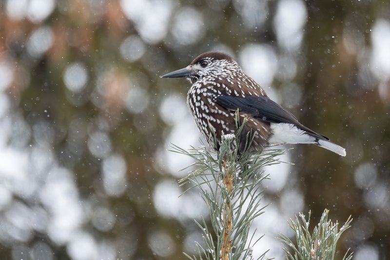 Кедровкаphoto preview