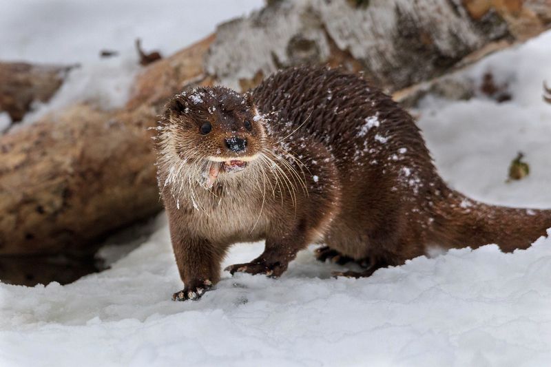 Годзилла)))photo preview