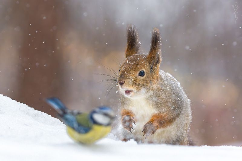 белка, лазоревка \
