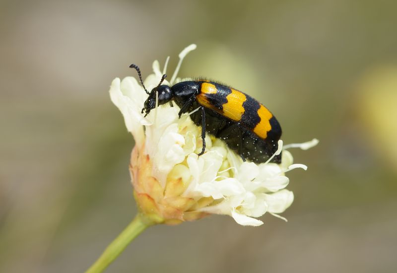 нарывник изменчивый, mylabris variabilis, нарывники, meloidae, жук Нарывник изменчивыйphoto preview