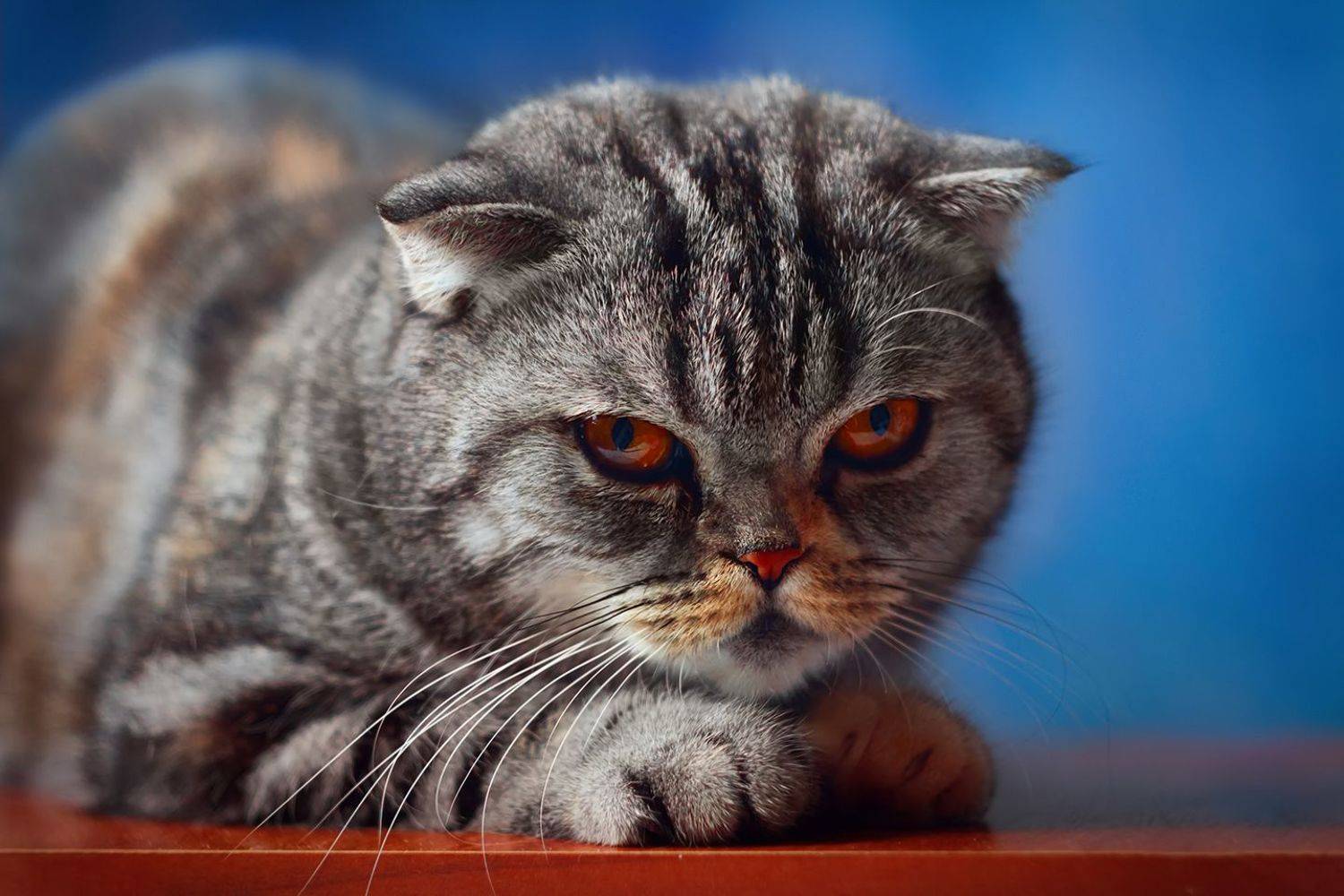 , Алёна Сурнина