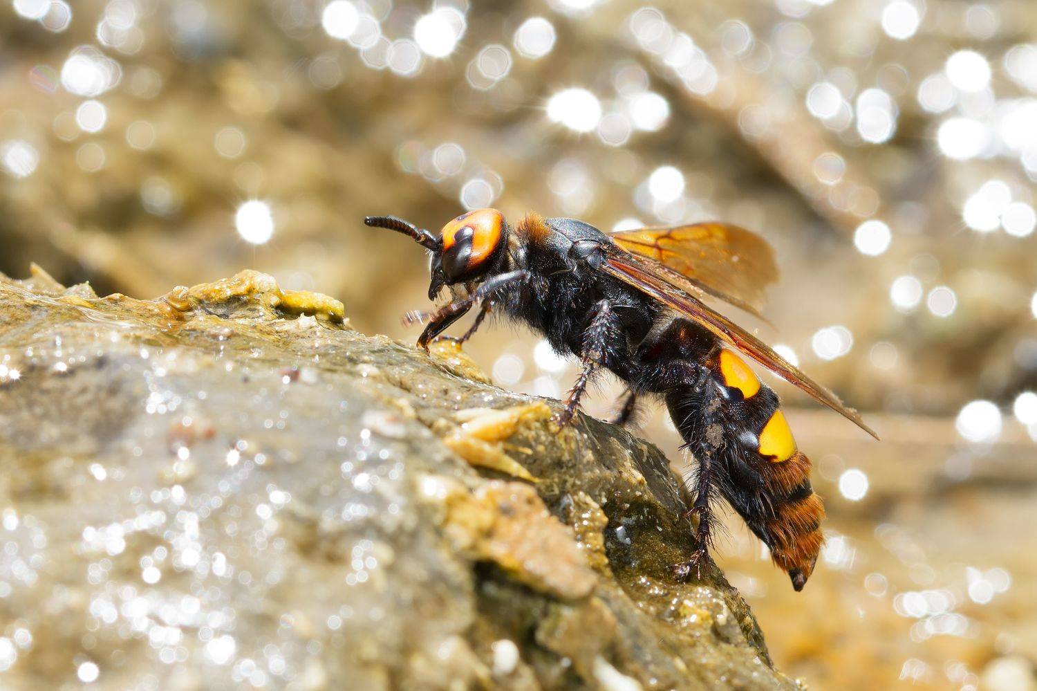 оса, сколия-гигант, megascolia maculata, сколии, scoliidae, Павел Черенков