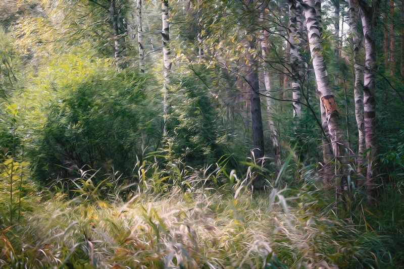 лес, лето, деревья, пейзаж, forest, woodland, summer, landscape, trees В летнем лесу фото превью