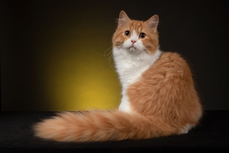 кот, кошки, животные, студия Британский котphoto preview