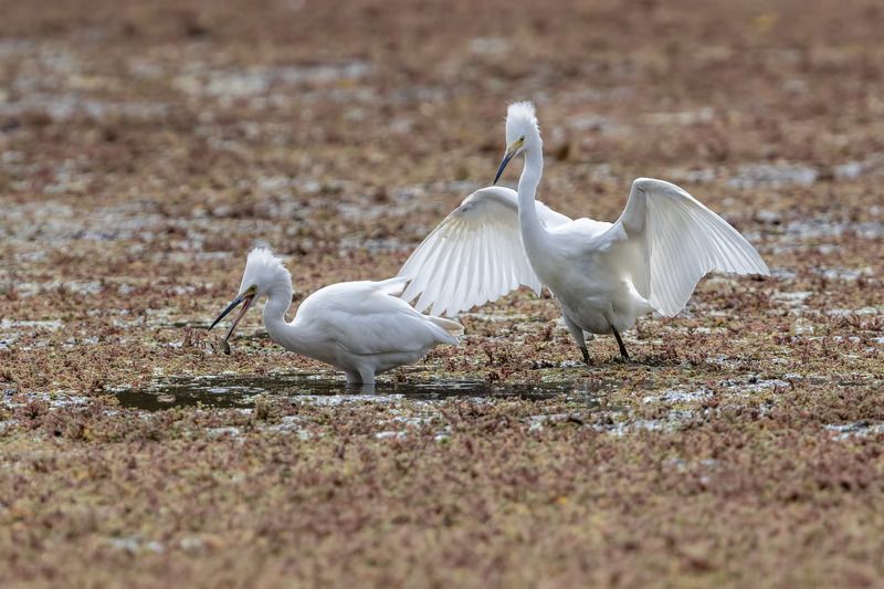 птицы, уругвай Разборкиphoto preview