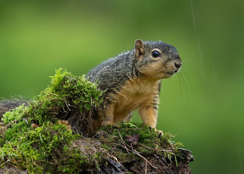 белка, squirrel, лисья белка, fox squirrel, животные,animals, дикие животные Fox Squirrel - Лисья Белка фото превью