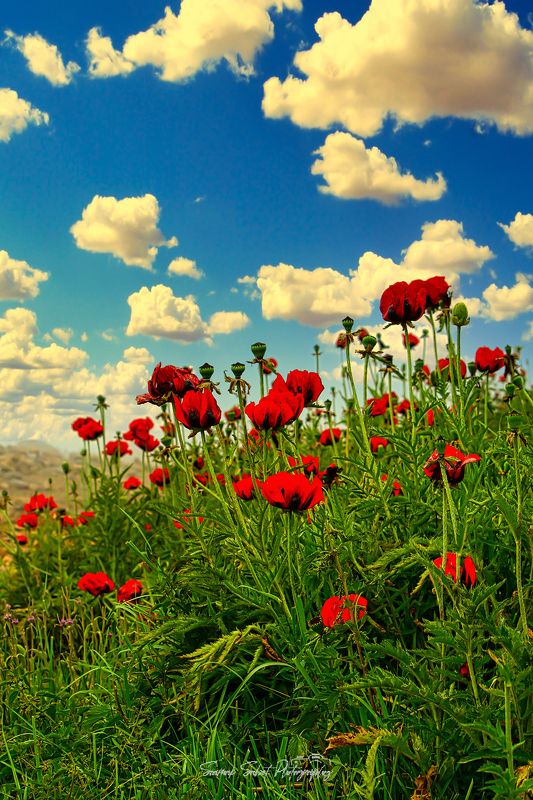 Cloudy Skyphoto preview