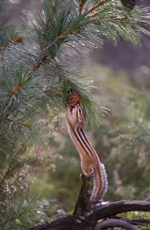 нерюнгри, бурундук, якутия, дикие_животные, женялевина, евгениялевина, животныеякутии, бурундукиибелкилевиной За шишкой! фото превью
