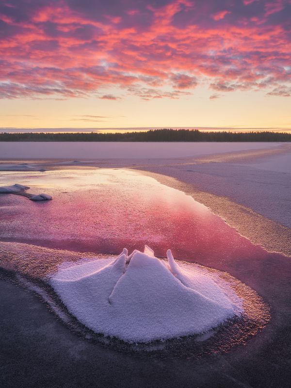 Северный цветокphoto preview