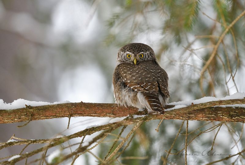 Гроза мышей и мелких птахphoto preview
