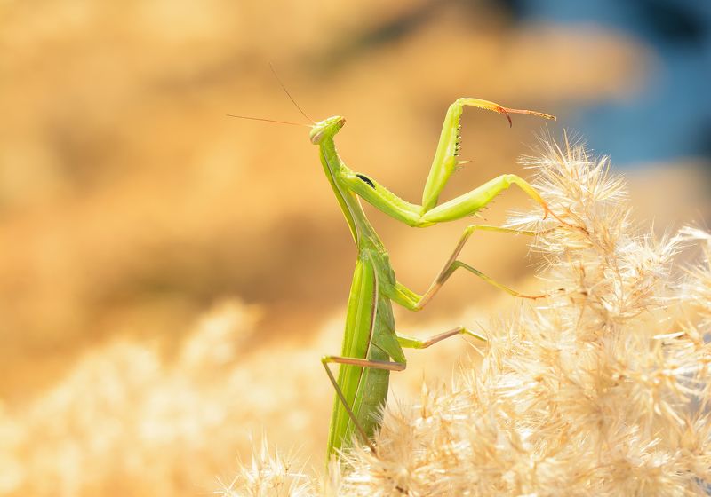 богомол обыкновенный, нижегородский, mantis religiosa, богомолы настоящие, mantidae, солнцепоклонник Солнцепоклонникphoto preview