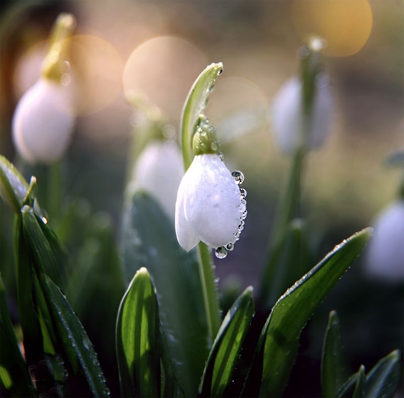 Snowdrops Snowdrops of the Cold Yarphoto preview