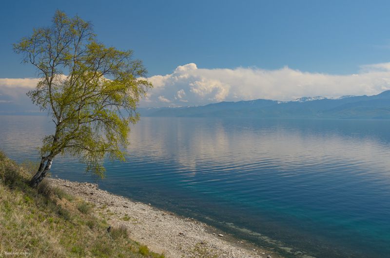 весна, байкал, природа, иркутская область, берёза Берёзкаphoto preview