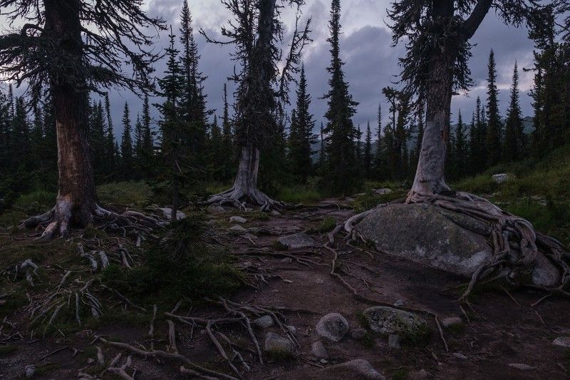 лес, кедр, корни, ергаки В хитросплетениях корнейphoto preview