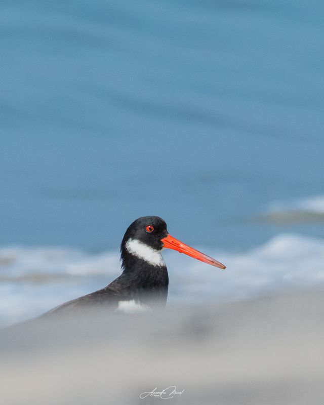 birds action kerala wildlife Where is my Oysterphoto preview