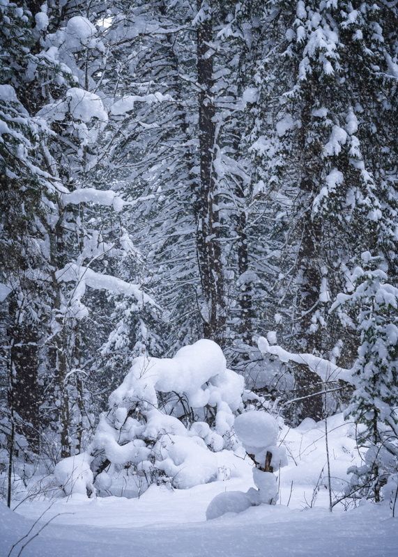 Зимний лес… Winter forest…photo preview