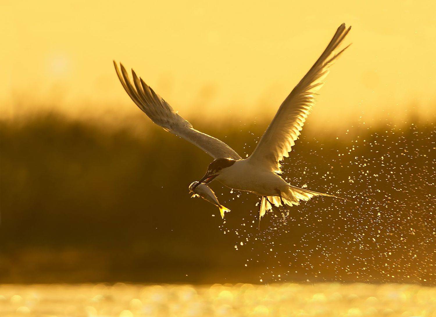 Пестроносая крачка на заката. Автор: Евгени Стефанов , Евгени Стефанов