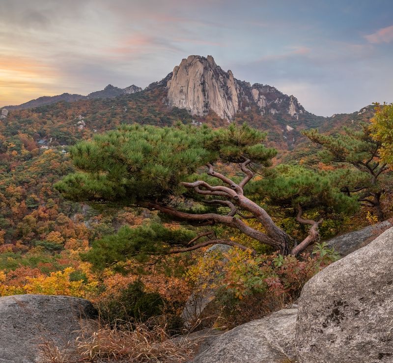 Pine and Seoninbongphoto preview