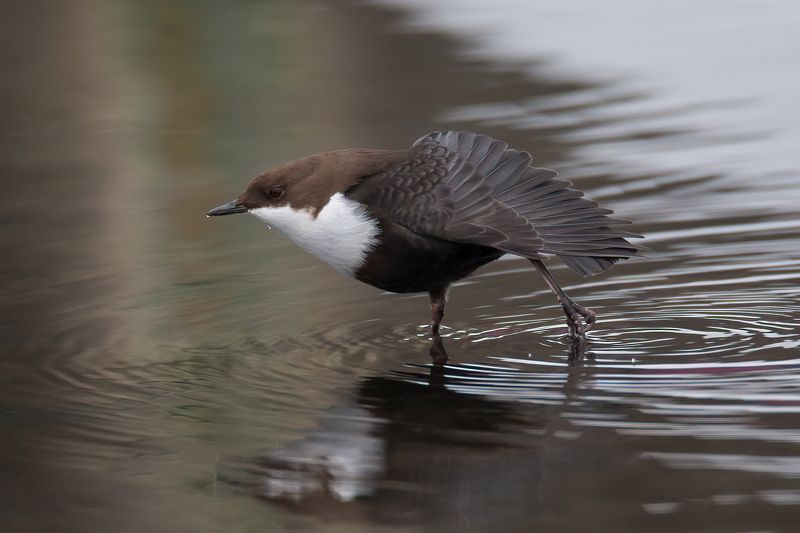 Оляпка в большом городеphoto preview