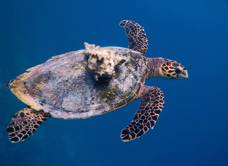 путешествие, животные, черепаха, природа Перевозчикphoto preview