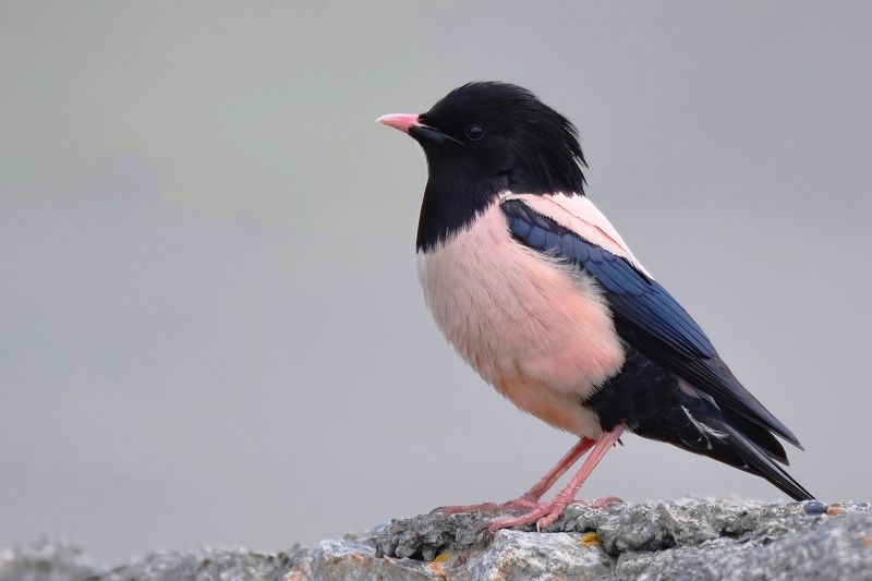 Розовый скворецphoto preview