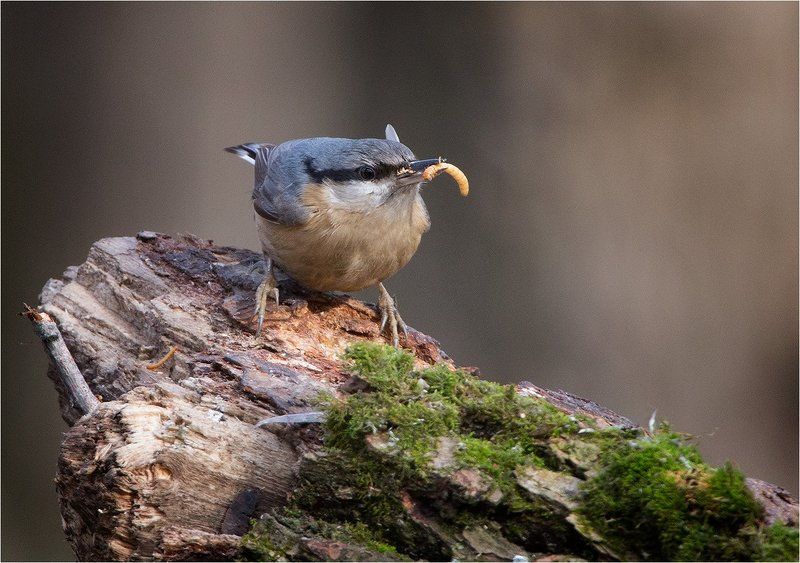 фото фото превью