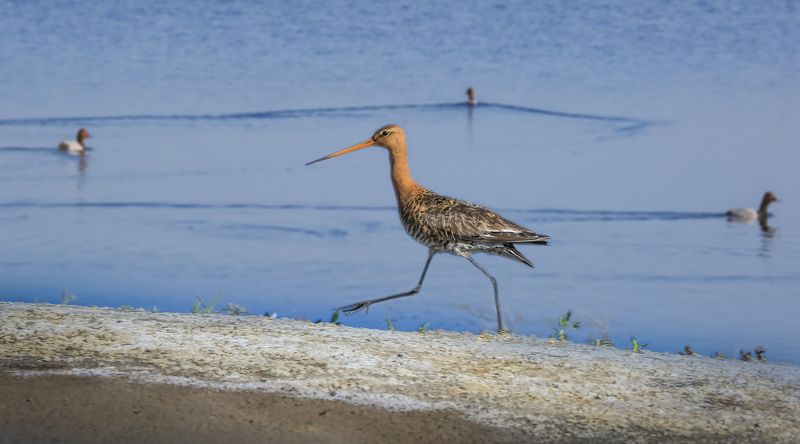 Алтай, Бурла, Озера Бурла. Птичий край..photo preview