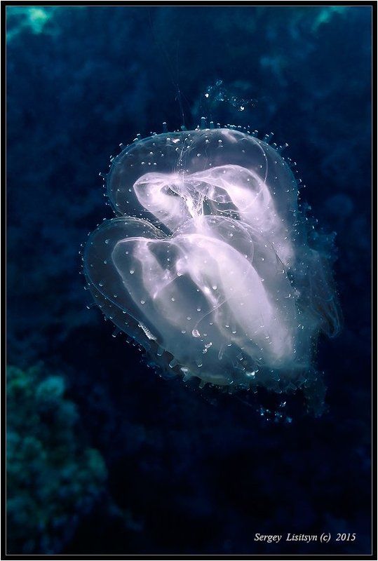 The unknown flying objectphoto preview