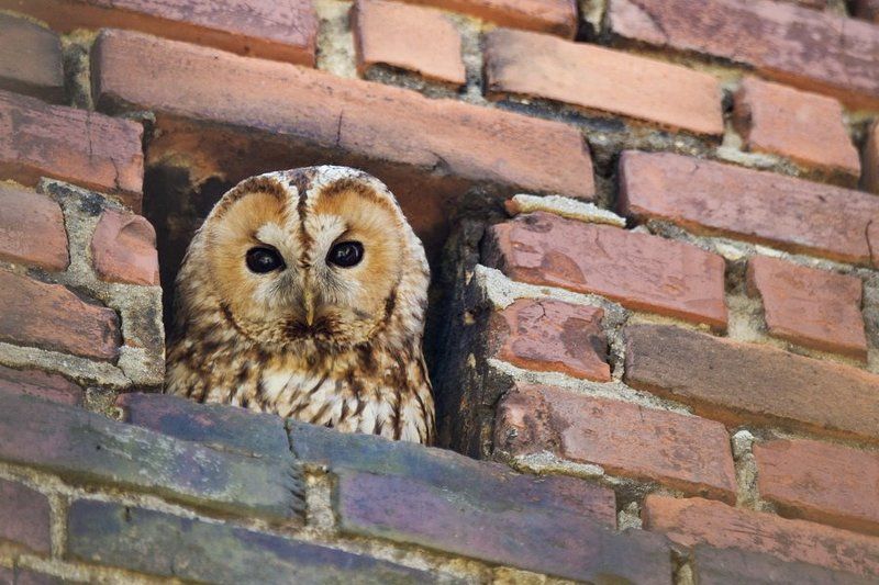 Tawny owlphoto preview