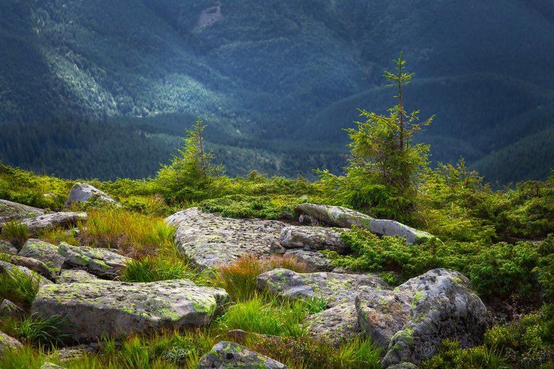 карпаты, carpathians, mountains, ukraine, nature, landscape, stones, trees, green Камниphoto preview