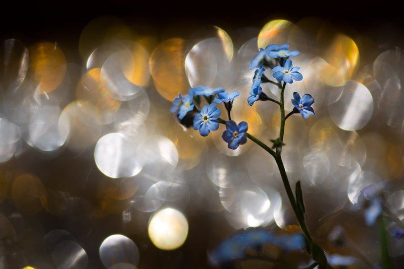 Незабудкиphoto preview