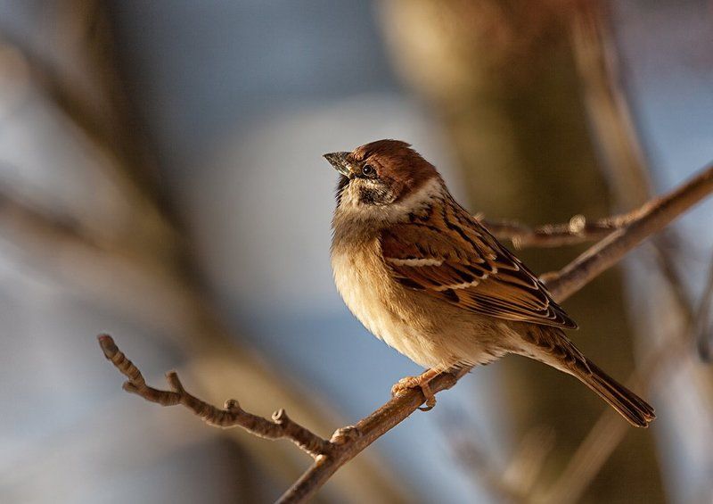 птицы, природа, воробей, свет, ветви, деревья Весна пришлаphoto preview