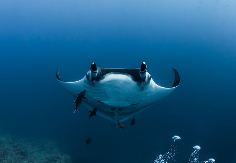 El Boiler, San Benedicto, Дельфины, Манта, Сокорро Архипелаг Ривилья-Хихедо. фото превью