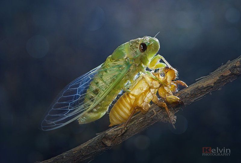 Lột Xácphoto preview